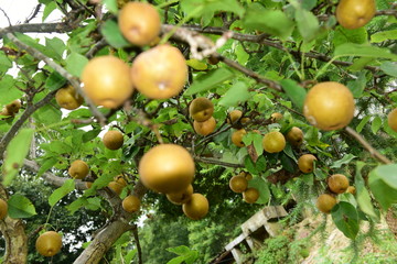Pear tree is full of fruit