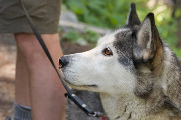 husky dog