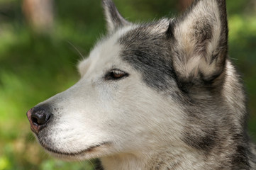 husky dog