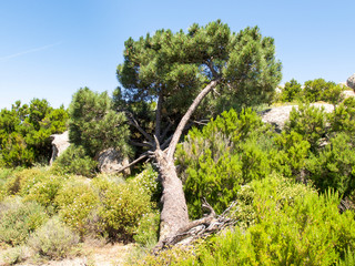 inland areas with Mediterranean vegetation