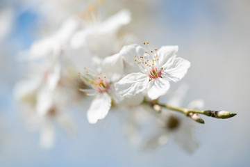 Soft background image of innocent white in spring