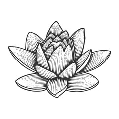 Nymphaea water lotus lily flower vintage sketch engraving vector illustration. Scratch board style imitation. Black and white hand drawn image.