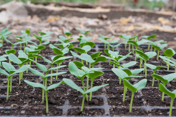Cucumber seedling. Stage of cotyledon leaves.
