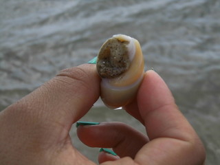 Caracol en la playa