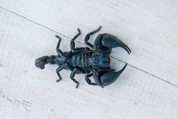 Asian black scorpion on white wooden background in Ubud, island Bali, Indonesia. Closeup