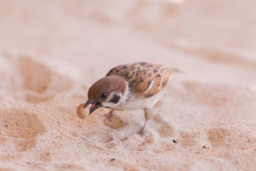 Sparrow sitting in the sandy beach and picking a fruit or nut,  a cute bird watching scene
