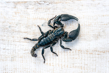 Asian black scorpion on white wooden background in Ubud, island Bali, Indonesia. Closeup