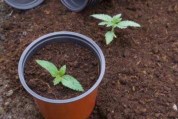 Cannabis plant in a pot for seedlings.