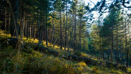morning in the forest