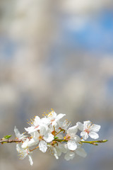 Soft Background of innocent white cherry blossoms, selective focus