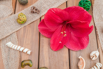 Obraz na płótnie Canvas natural soft composition with red amaryllis flower