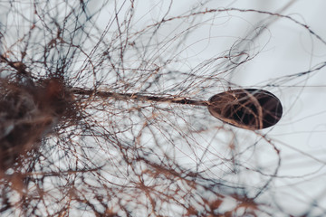 Concrete lamppost entwined with wild grape vines against a clear sky. autumn, spring