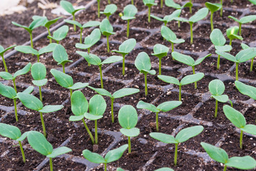 Cucumber seedling. Stage of cotyledon leaves.