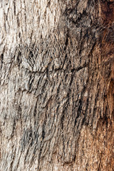 Texture of tree bark