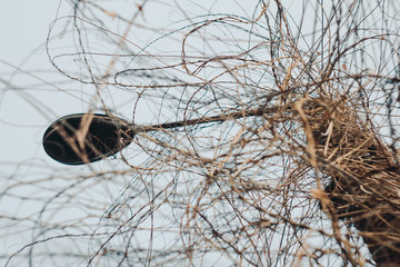 Concrete lamppost entwined with wild grape vines against a clear sky. autumn, spring