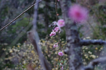梅