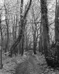 forest in winter