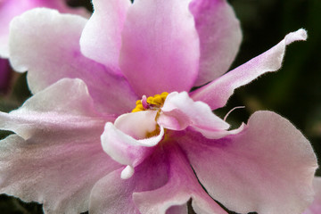 Fototapeta na wymiar close up shot of violet flower on green leaf background