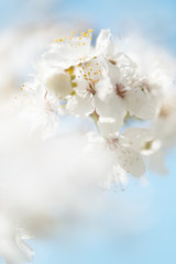Soft Background of innocent white cherry blossoms, selective focus