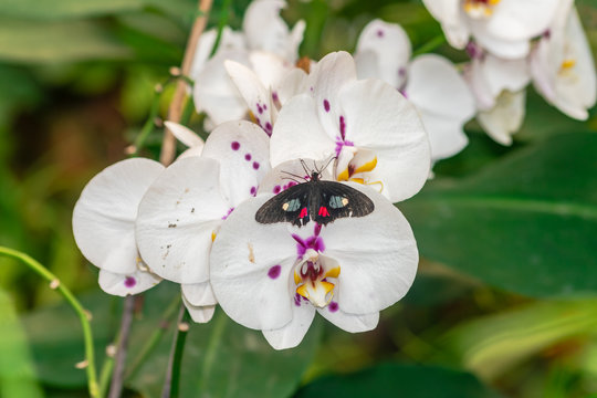 Iphidamas cattleheart butterfly (Parides iphidamas) with open wings on a white orchid