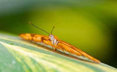 Dryas iulia butterfly, with open wings, on a leaf