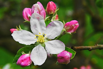Fototapeta na wymiar Apple blossoms