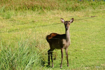 Kerama deer seen on Aka island, Okinawa, Japan