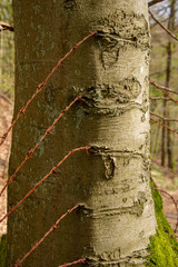 Symbolbild für Dauerschmerz und Verletzung, Stacheldraht ist in Baumstamm gewachsen