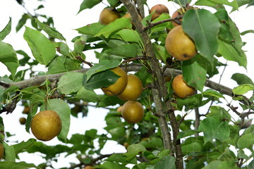 Pear tree is full of fruit