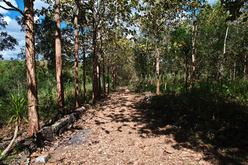 rubber tree, Java, Indonesia