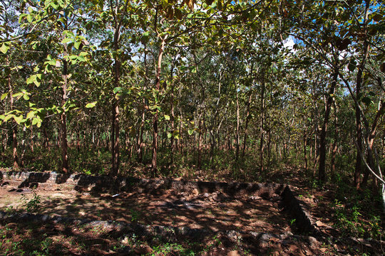 rubber tree, Java, Indonesia
