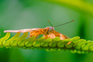 Dryas iulia butterfly with damaged wings on a green leaf with green vegetation background