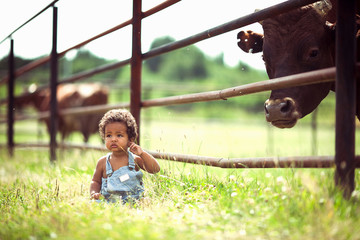 little boy sitting in the meadow next to the bull in summer