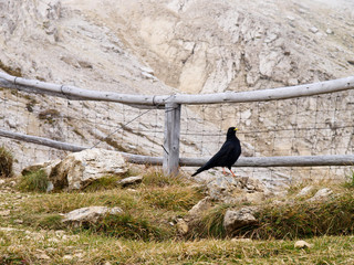 Dolomites, Nature and Landscape