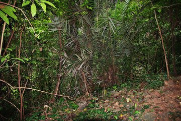 Jomblang cave, Java, Indonesia