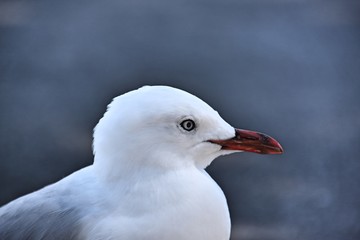 Profil de mouette