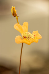 Carnivorous plant: bladderwort's flower