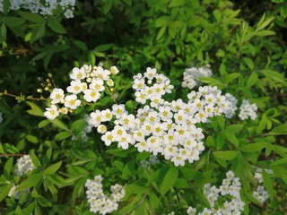 Blooming cherry tree in spring,White flowers with blur background.