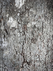 Bark of a tree.Tree bark texture.Wooden rough texture background