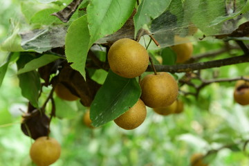 Pear tree is full of fruit