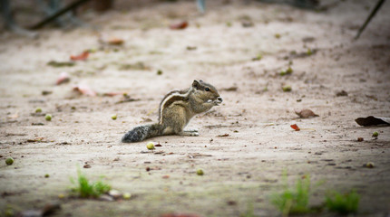chipmunk on ground