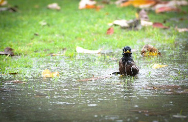 bird in pond