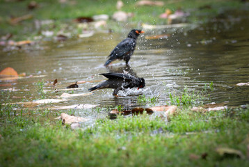 bird bathing in water