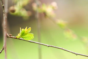 Branch of cherries on a green background. The first days of spring. Flowers appear and begin to flourish.