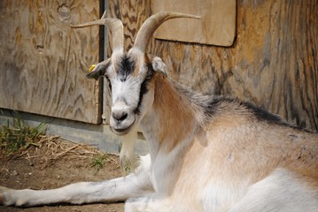 Chèvre