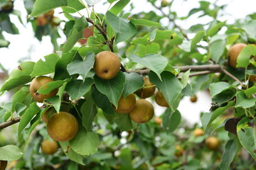 Pear tree is full of fruit