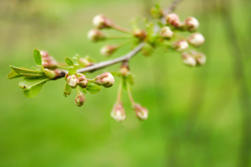 Branch of cherries on a green background. The first days of spring. Flowers appear and begin to flourish.
