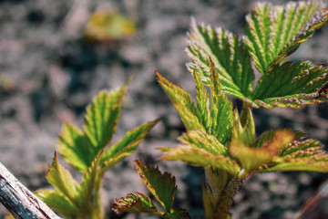 Raspberry plant starting to grow in the spring
