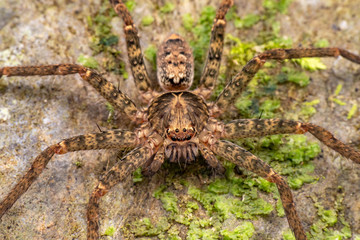 Huntsman spider on rock with moss and lichen
