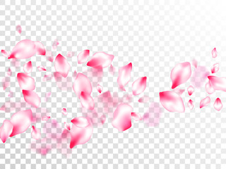 Spring blossom isolated petals flying